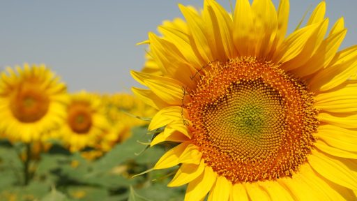 a large sunflower in a field of sunflowers