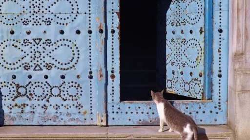 white and black cat on brown wooden window