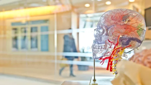 selective focus phot of artificial human skull